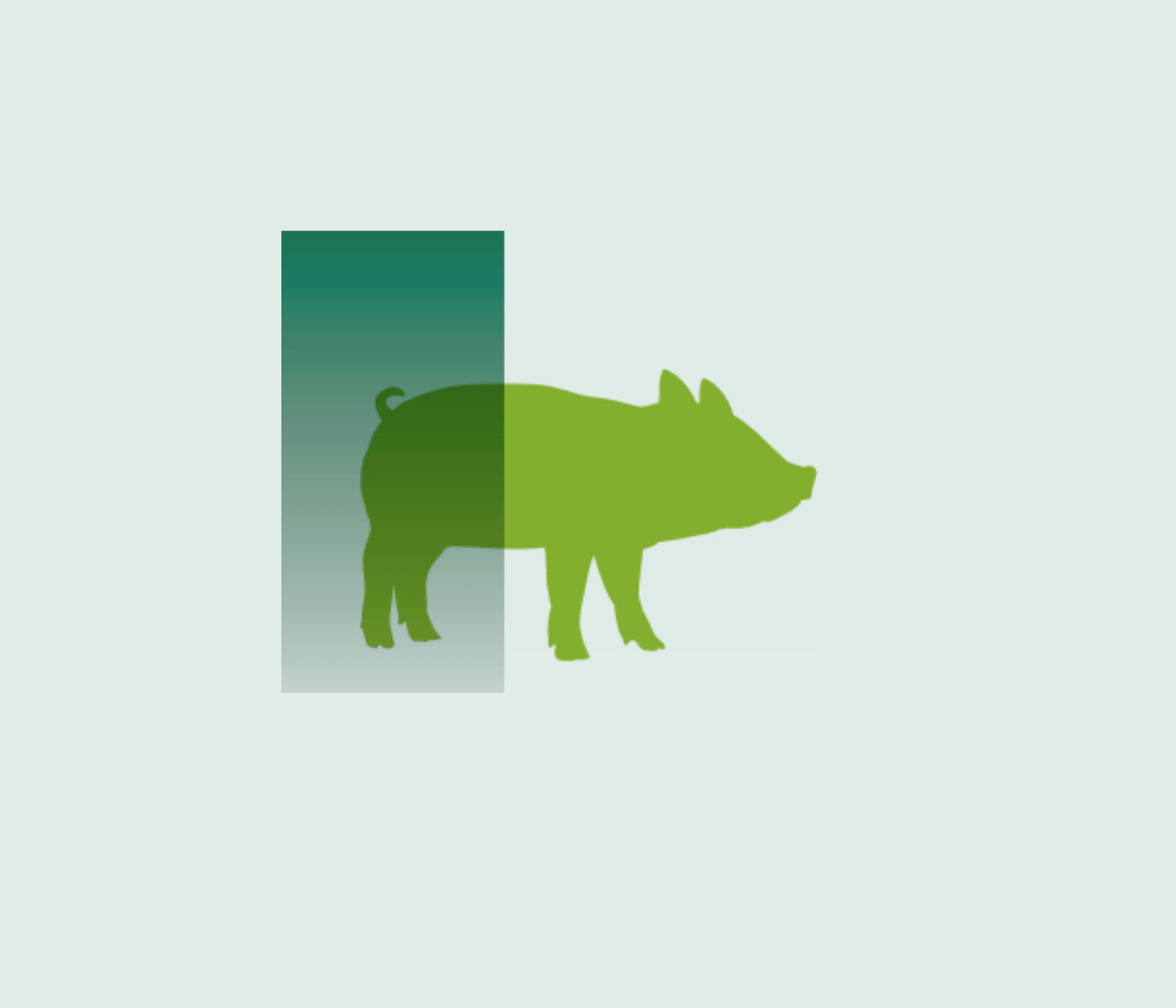 Porcino