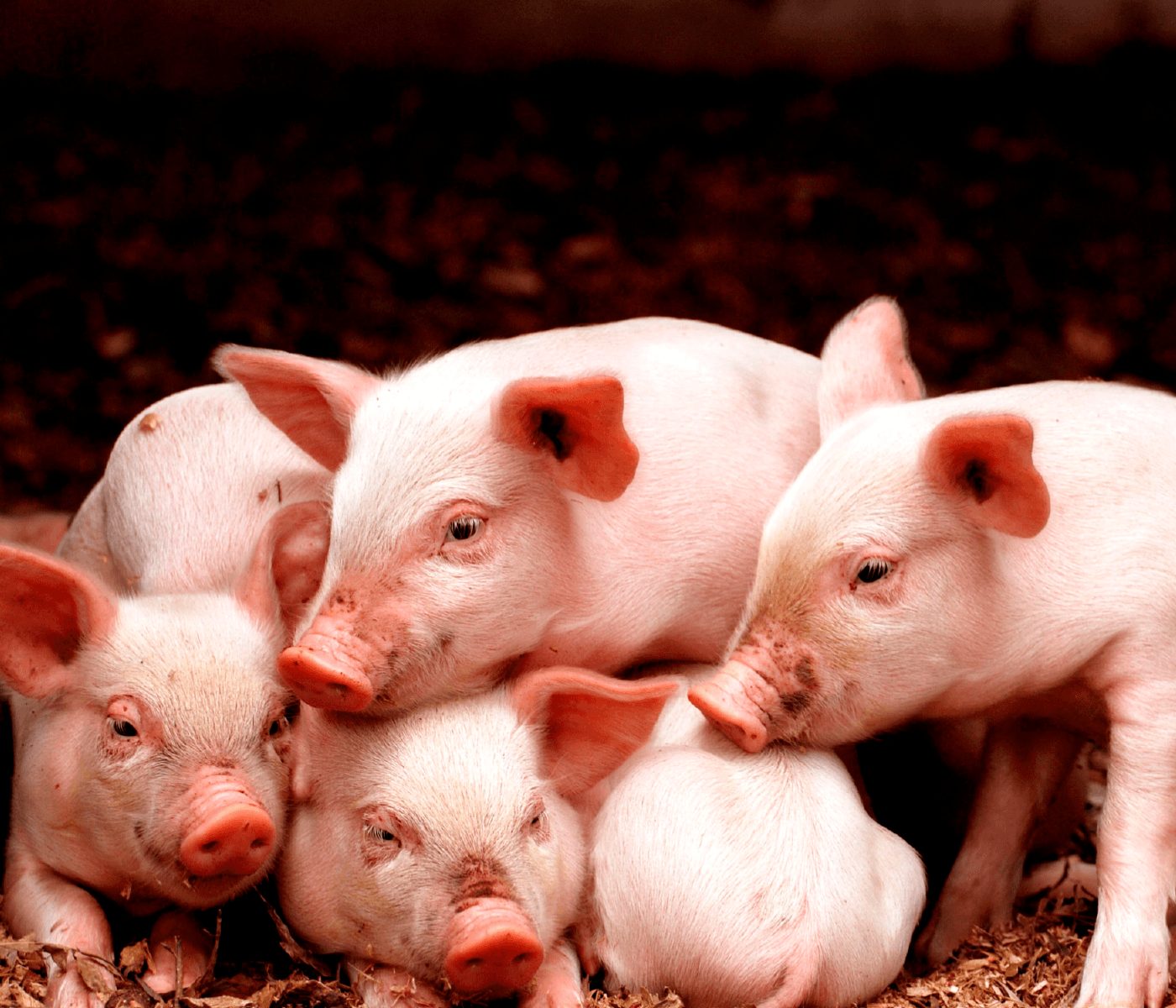 Manejo nutricional para optimizar el consumo temprano en lechones