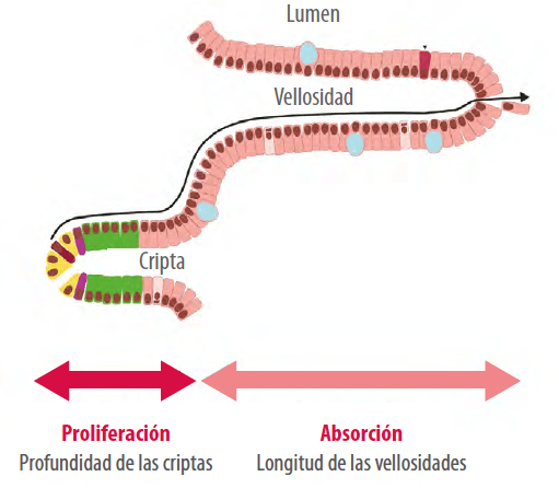 lumen