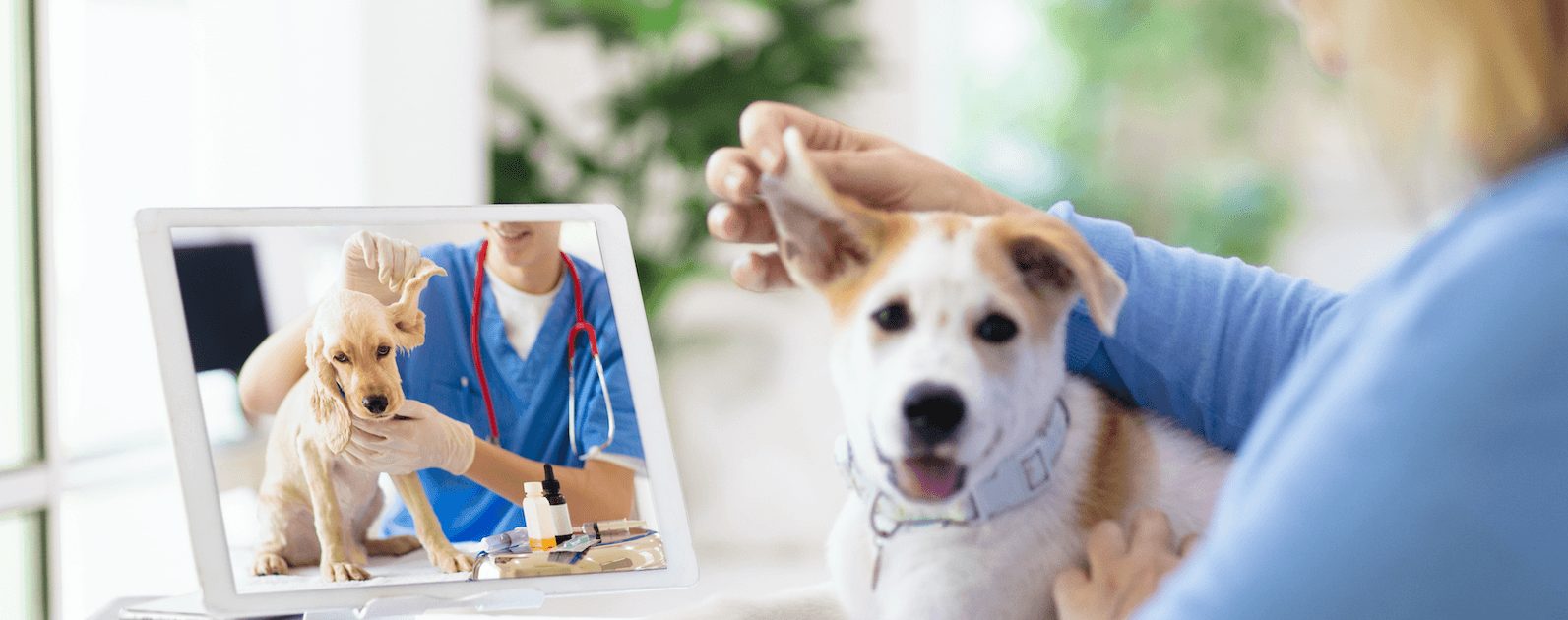perros-veterinario