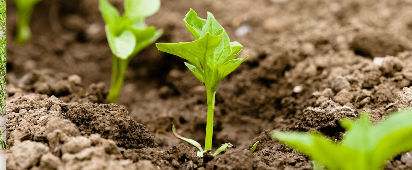 plantas
