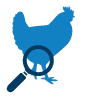pollo