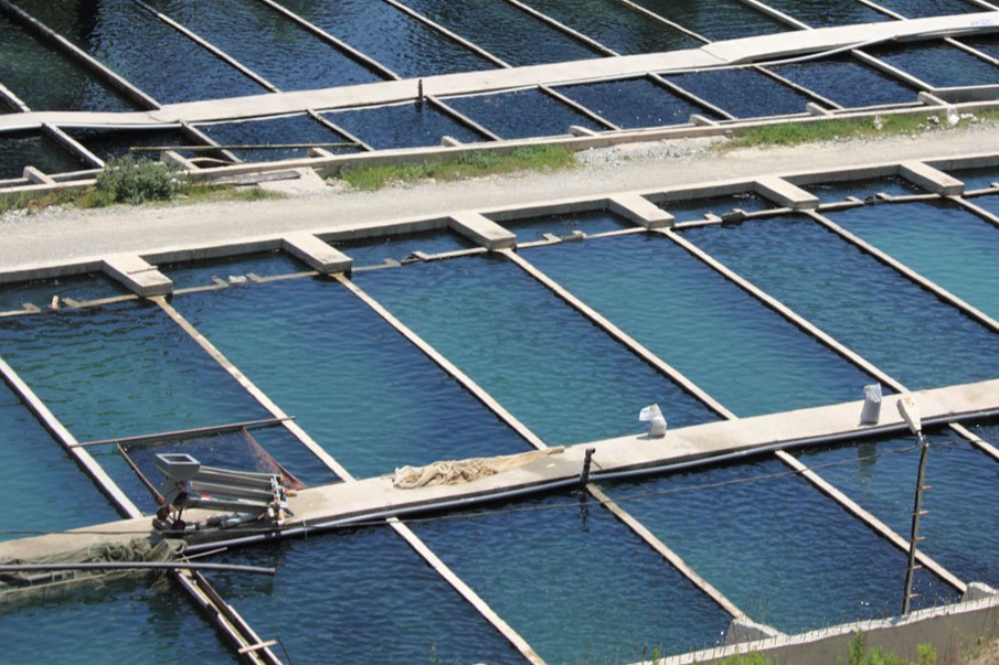 Aquaculture