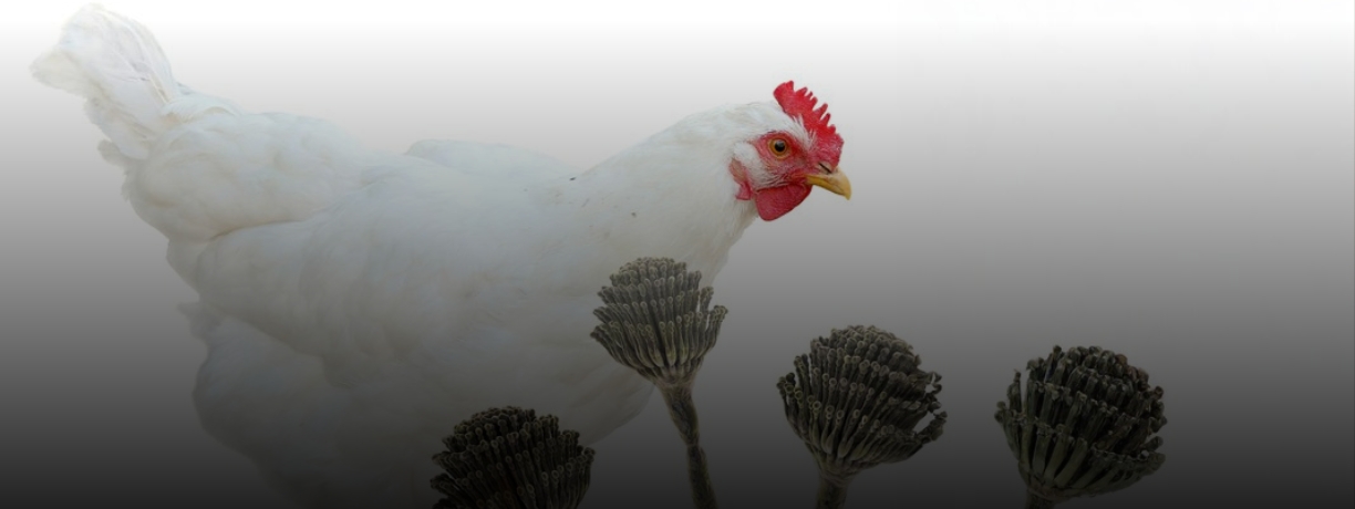 Biomarcadores de micotoxinas en pollos de engorda