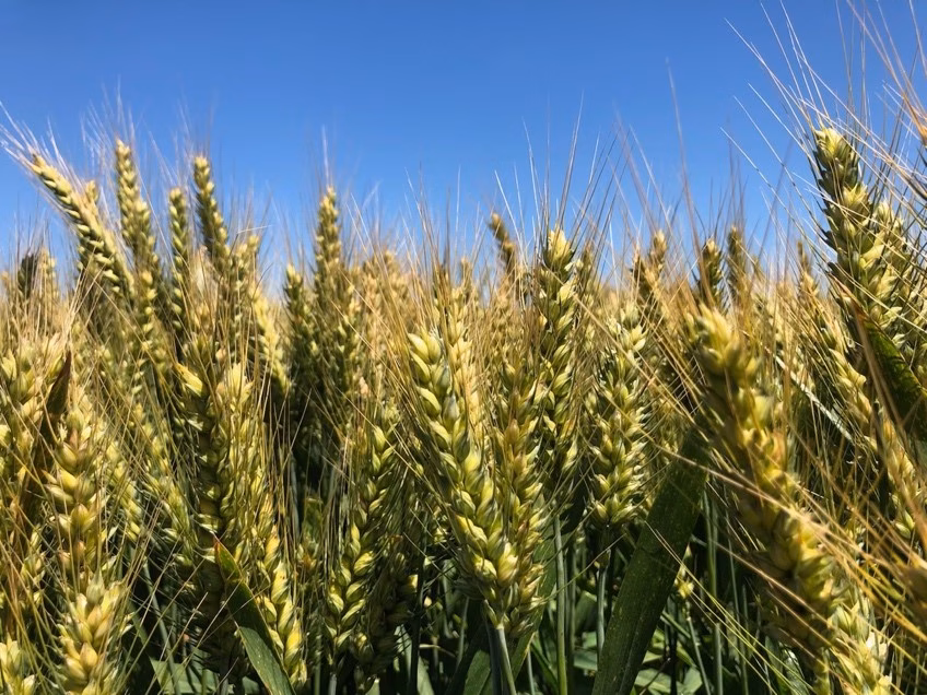 S&P Global: Australian wheat prices near two-year highs