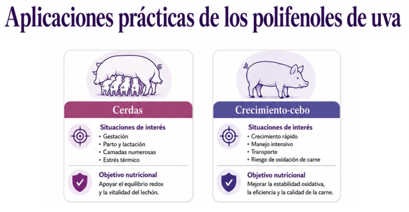 ilustración 4