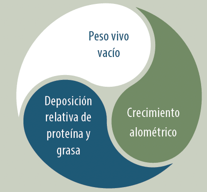 circulo