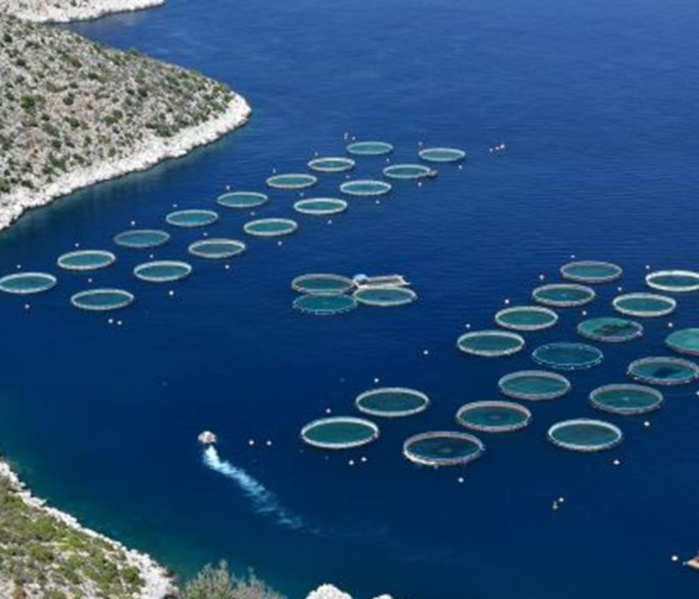 Aquaculture innovation in Europe