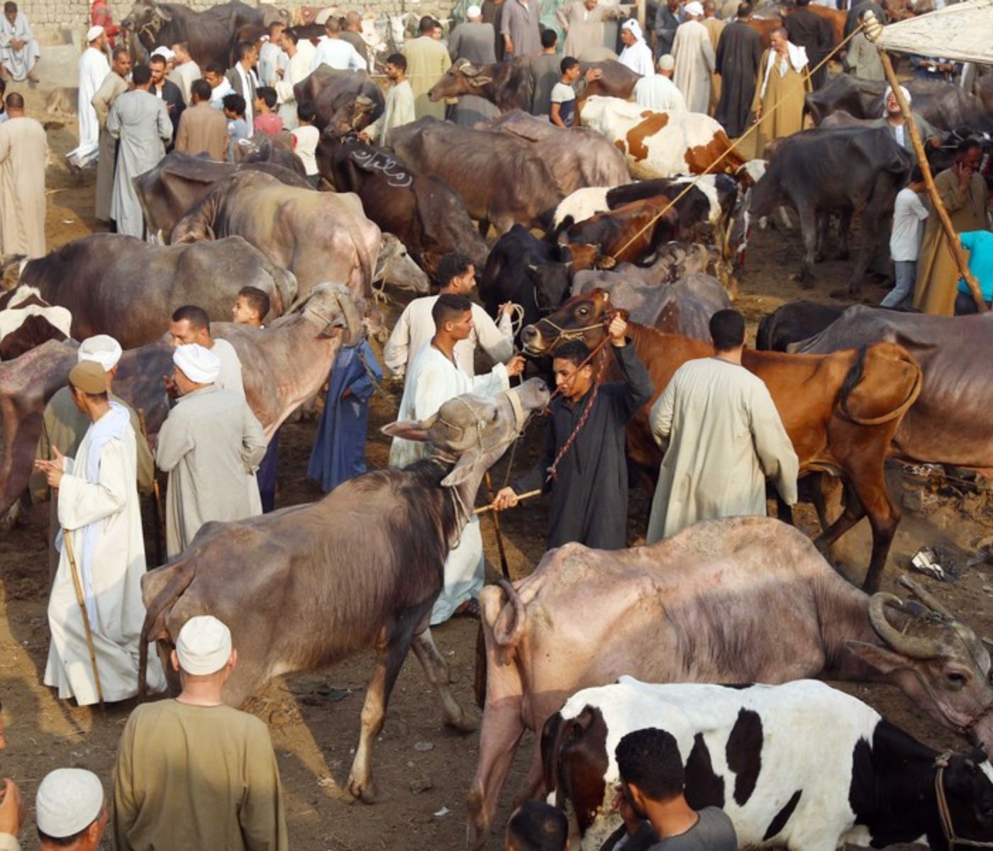 Middle East ruminant markets