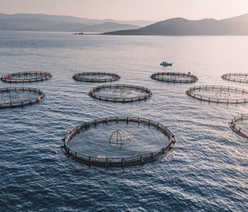 Aquaculture Feed Formulation in North America