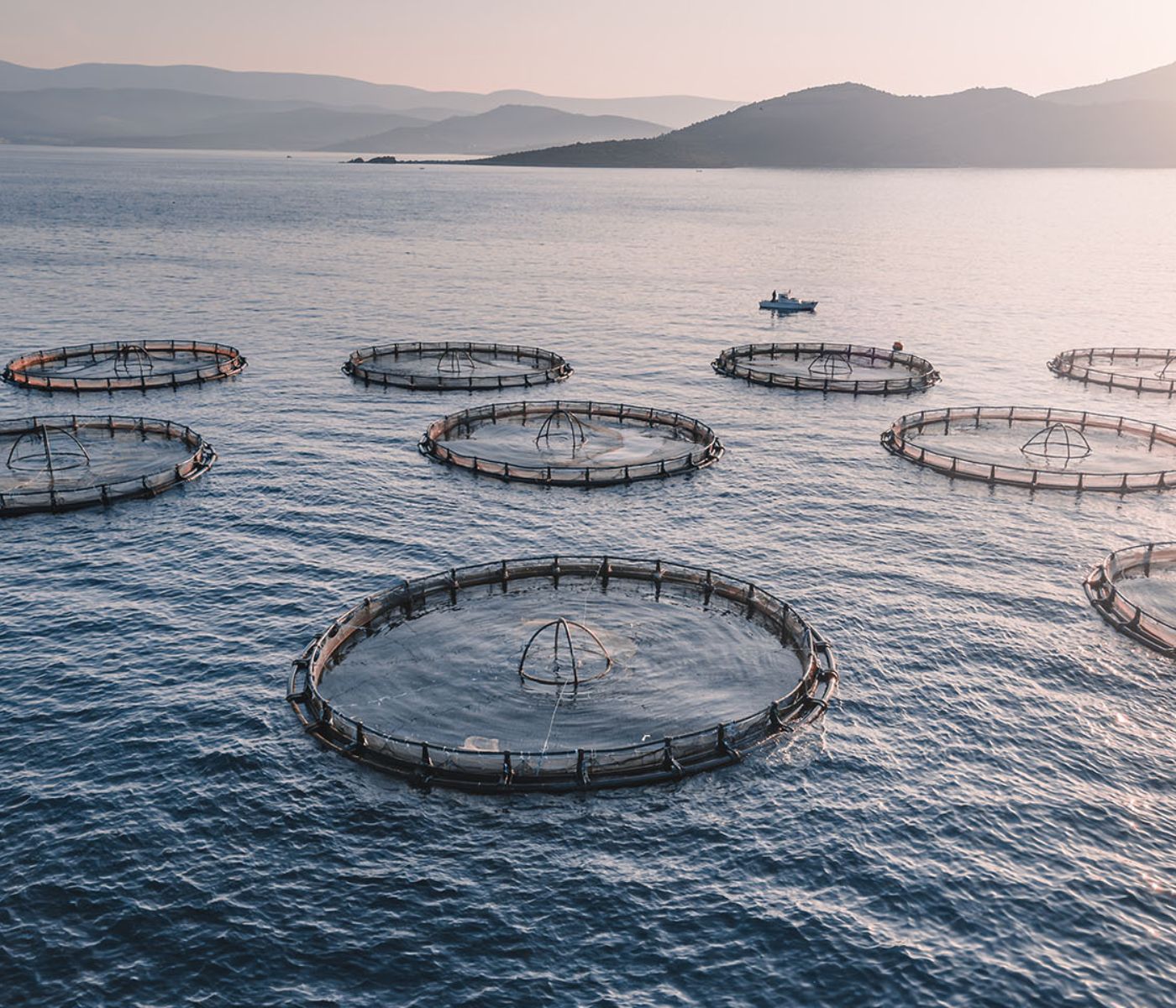Aquaculture Feed Formulation in North America