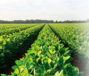 Consistency in Soybean Meal Drives Performance and Sustainability