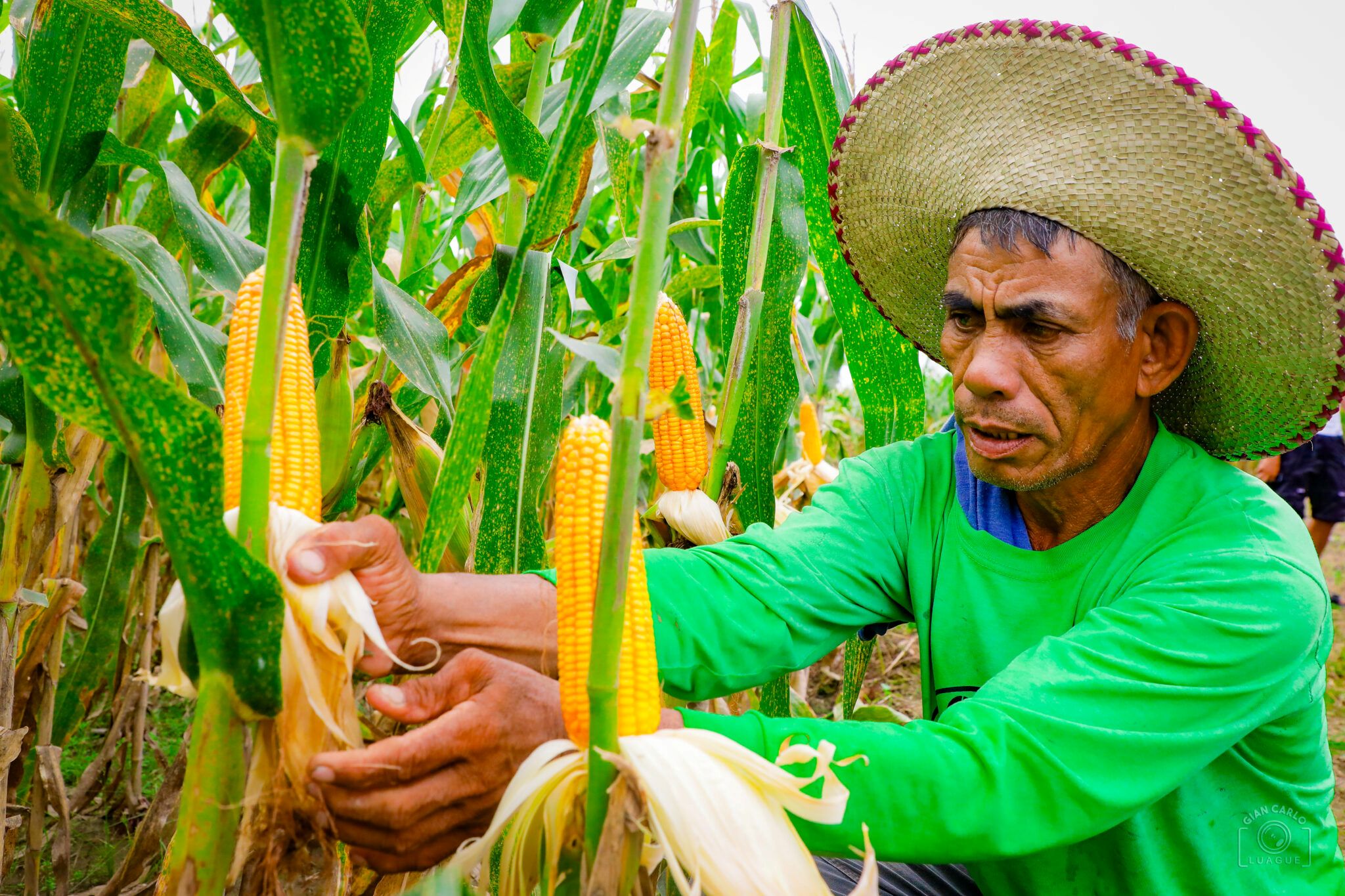 Philippines eyes higher corn import quota to stabilize feed costs