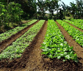 agricultura-ecologica