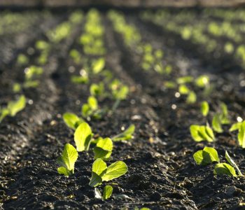 agricultura-ecologica