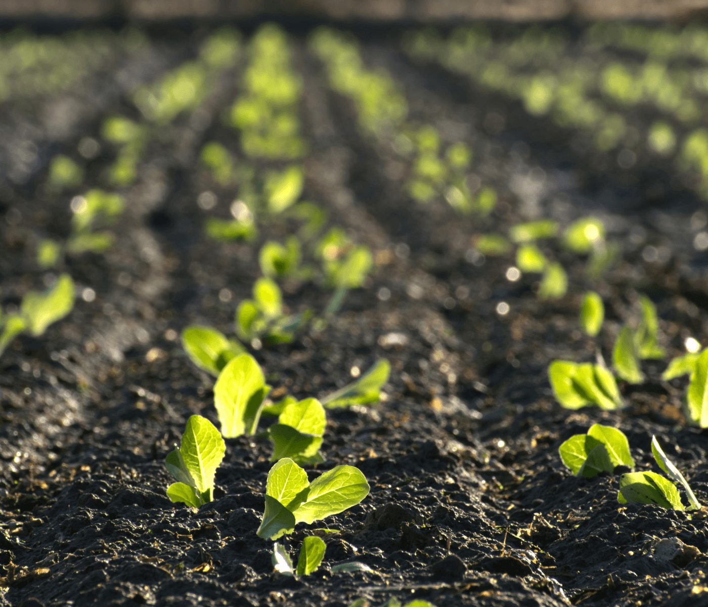Agricultura ecológica convence por conciencia y rentabilidad