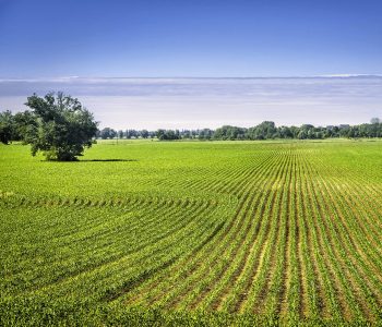 agricultura-ecologica7