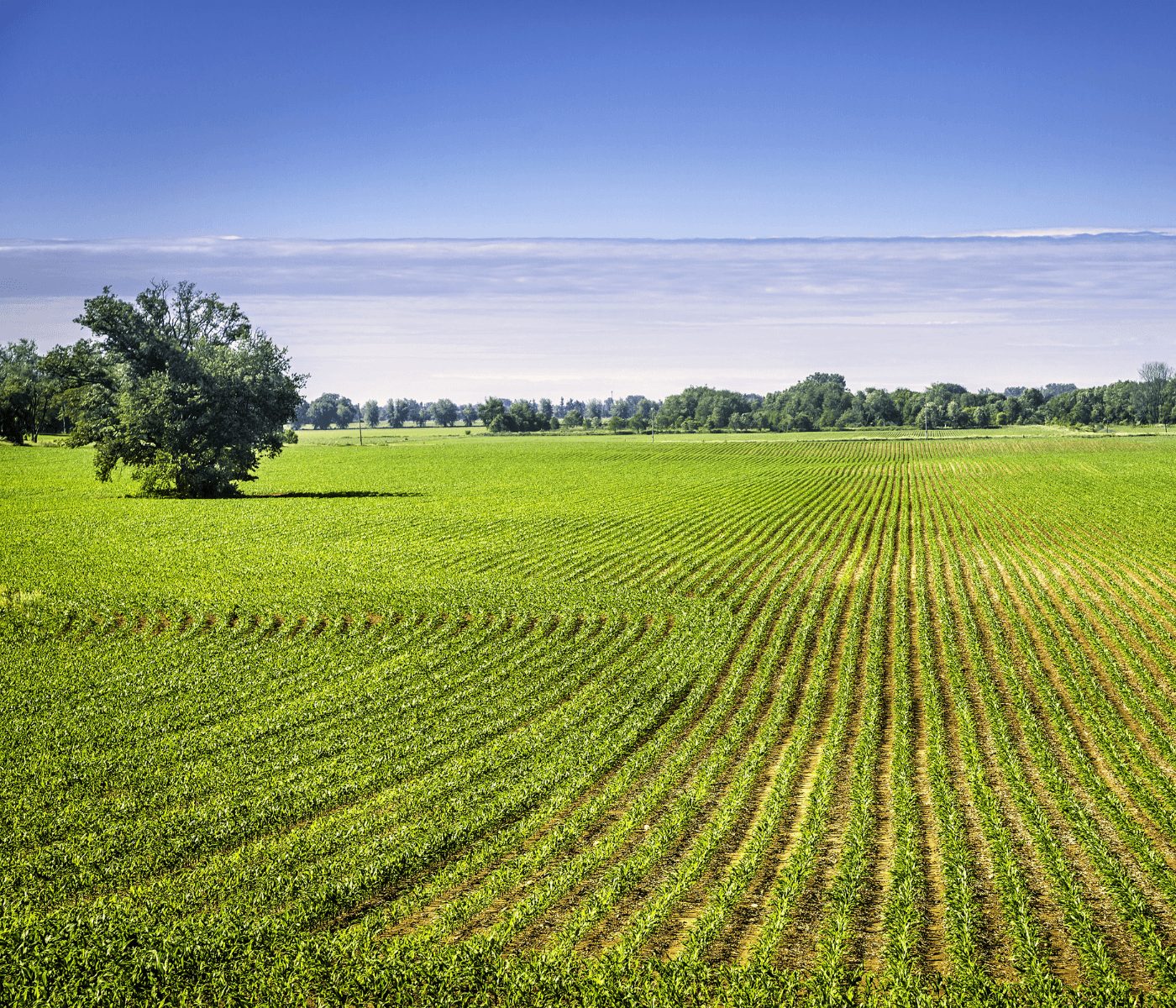 Agricultura ecológica frente al cambio climático