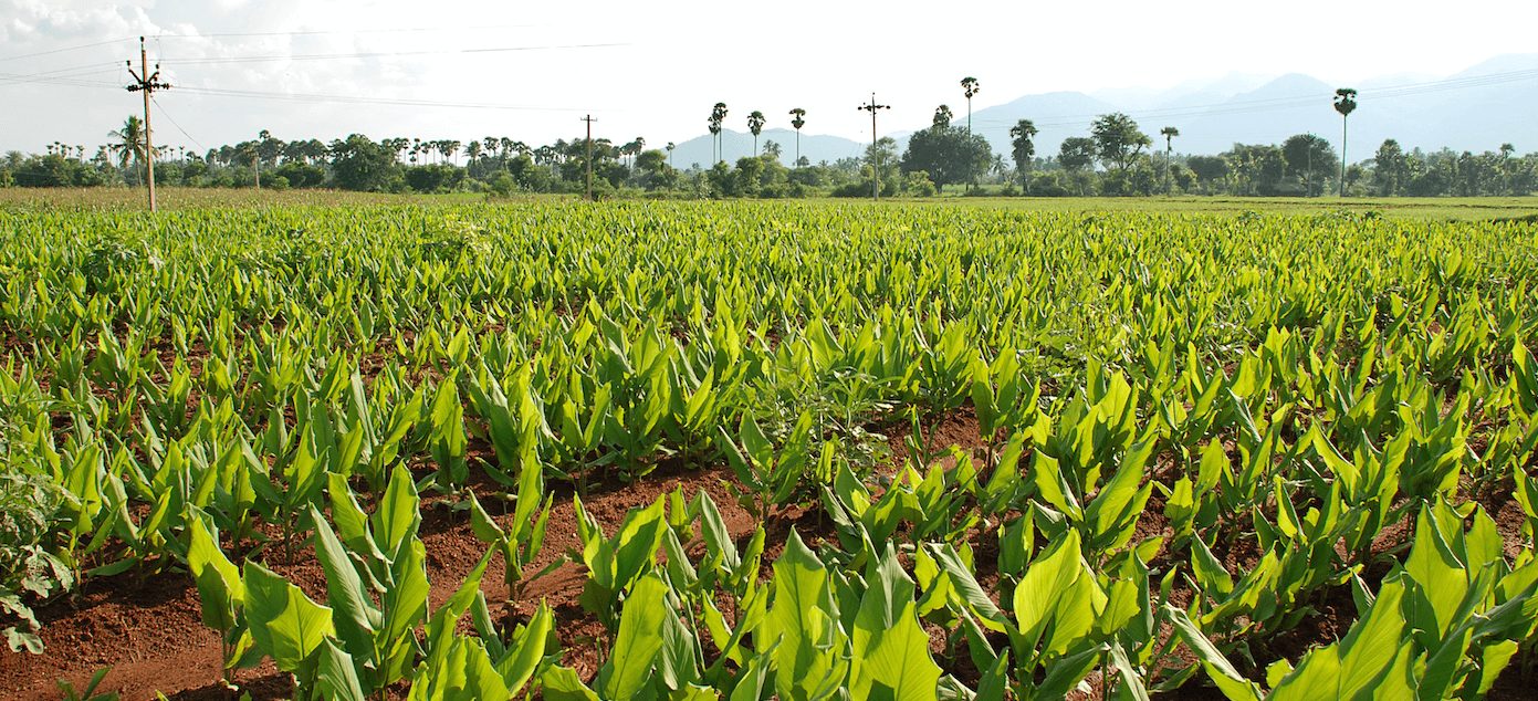 agricultura-ecologica8