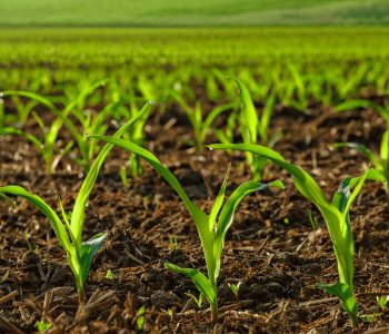 agricultura-eficiente