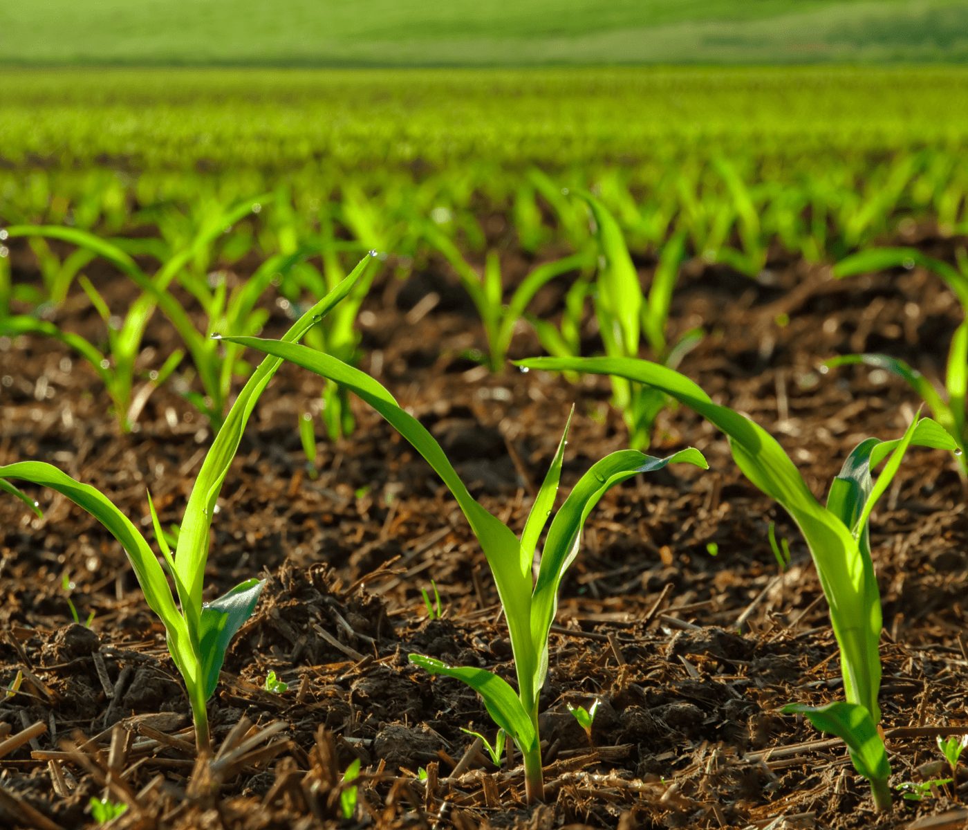 Biofertilizante argentino impulsa agricultura eficiente