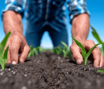 agricultura-regenerativa