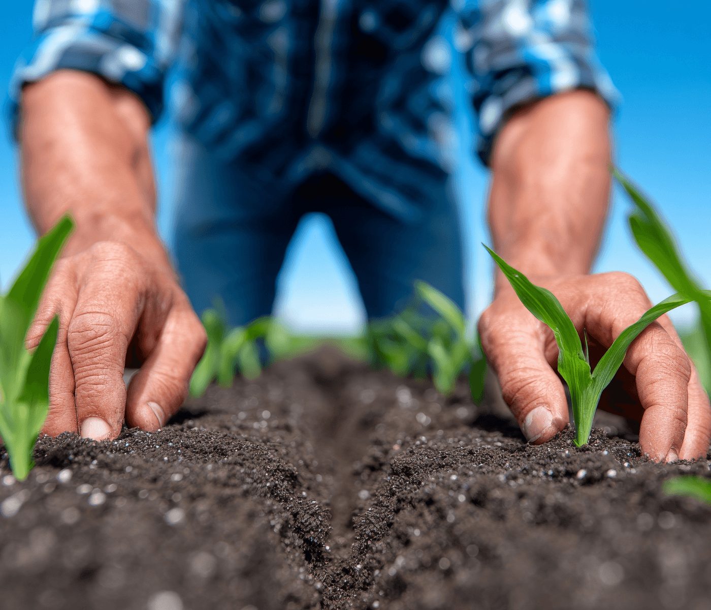 Agricultura regenerativa y biológicos fortalecen el suelo