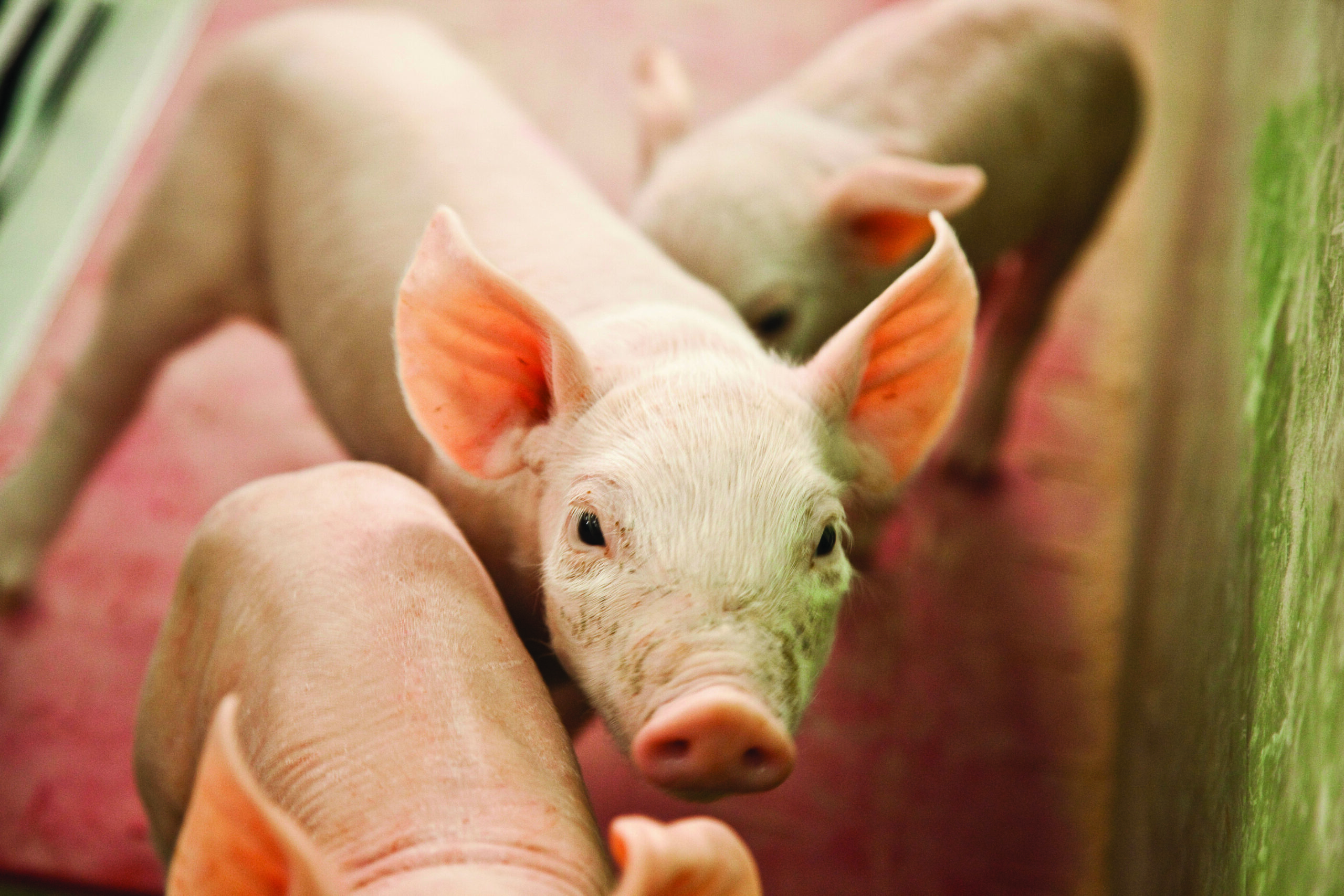 Why soybean meal origin affects what pigs actually absorb