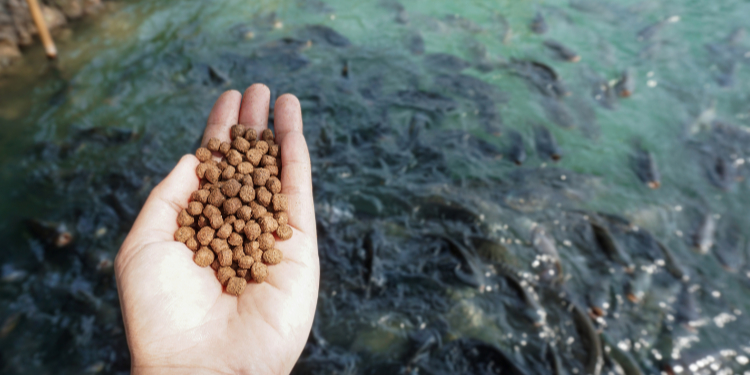 SFA, SIT to set up new center to research better aquafeed