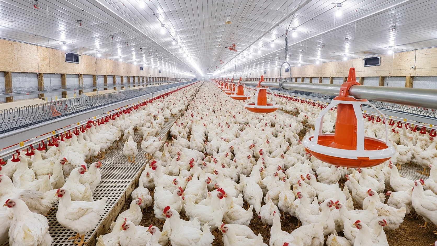 How breeder metabolism determines reproductive consistency and chick quality