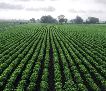 campo-soja