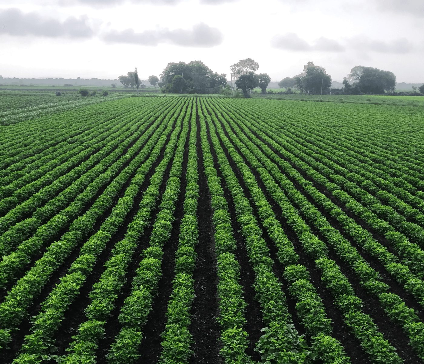 Argentina incorpora tecnología inédita para combatir malezas resistentes