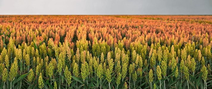 campo-sorgo