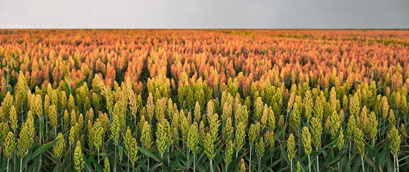 China amplia uso de sorgo nas rações e abre novas oportunidades de mercado