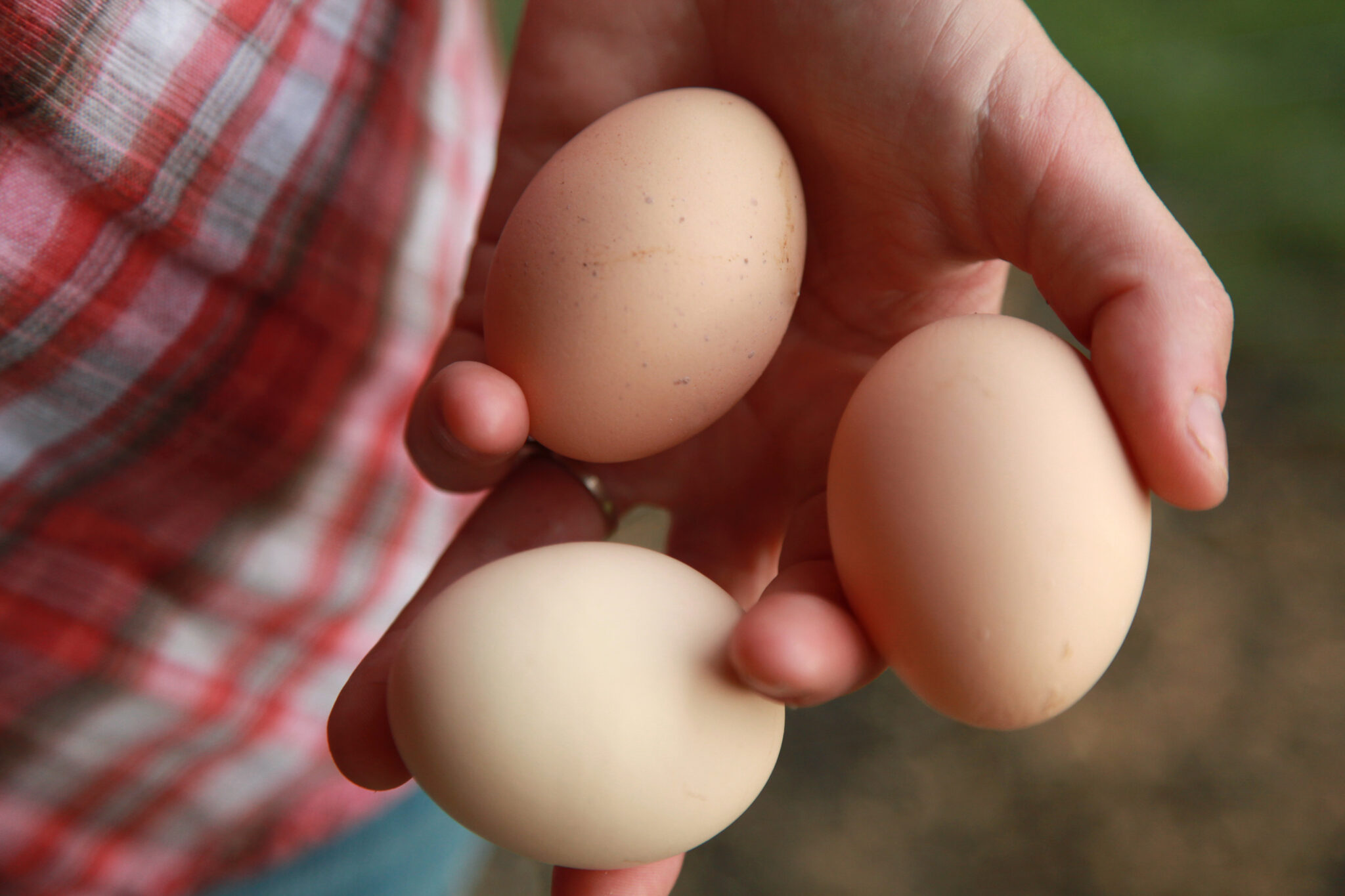 US Soy: The consistency factor for layers