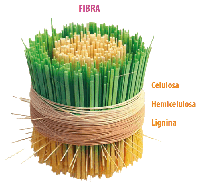 fibra