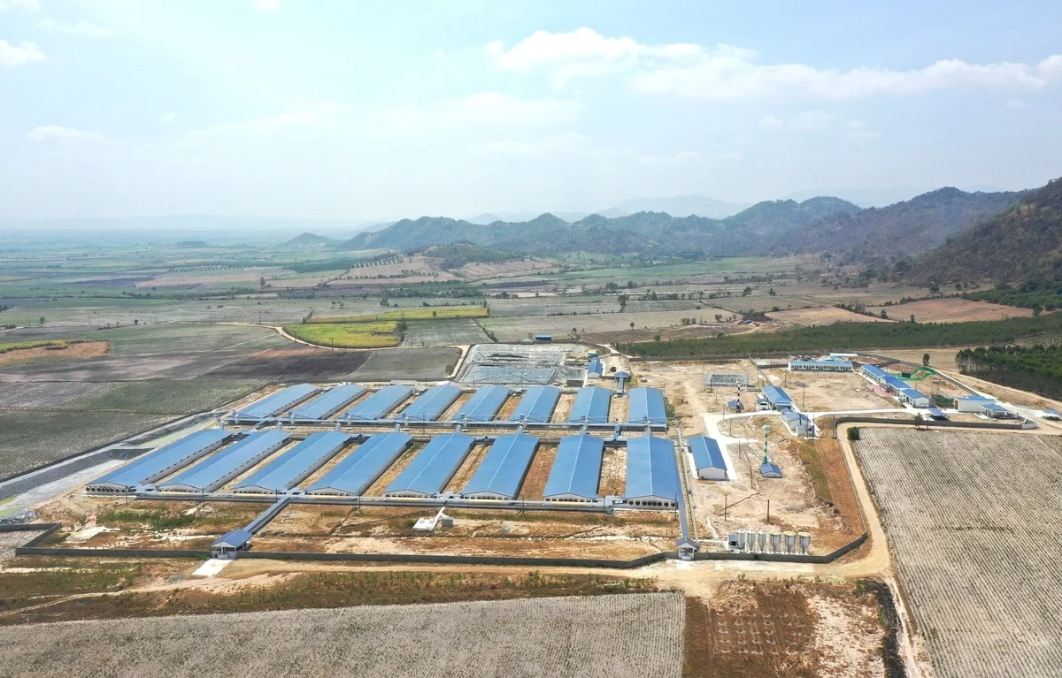 Gia Lai develops 6 livestock linkage chains to promote modern production