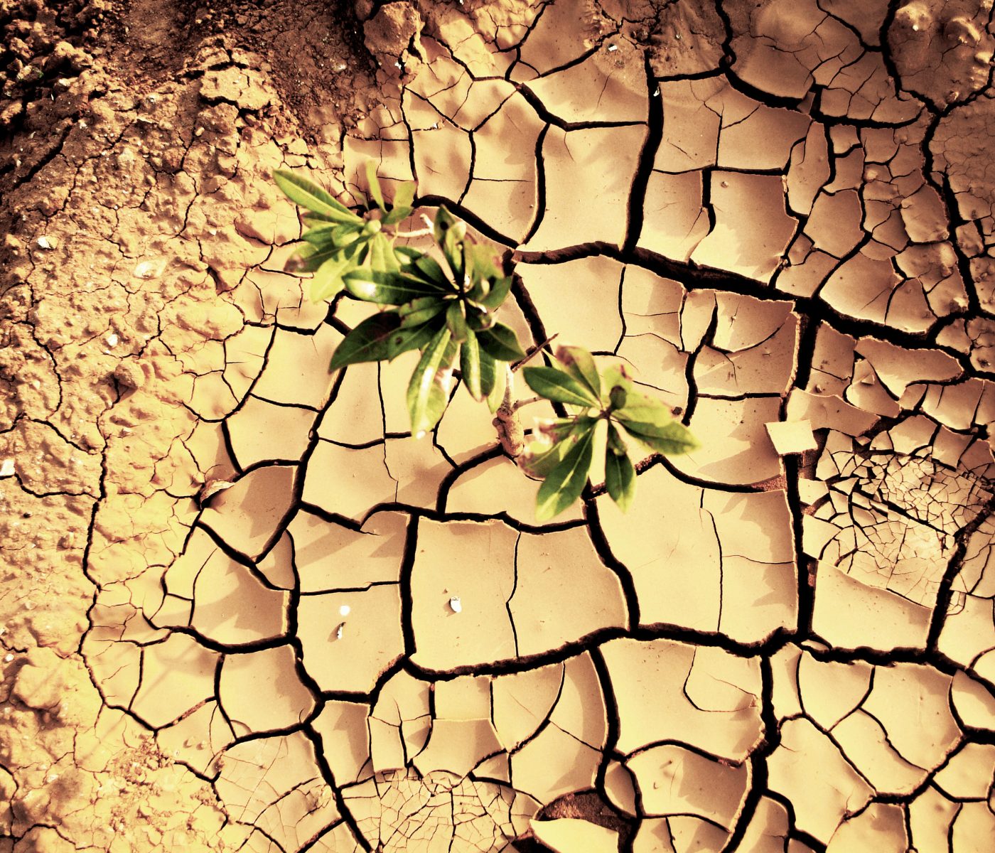 Agricultura ecológica: aliada natural frente a la sequía