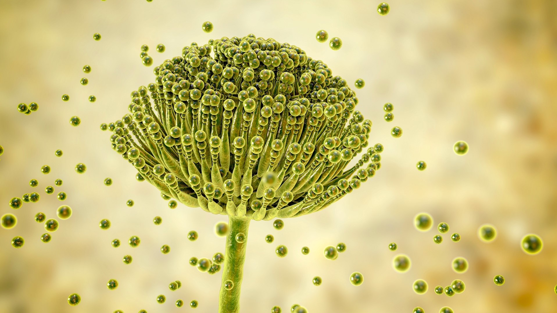 Asia Pacific accounts for 27% of feed mycotoxin detoxifiers market share
