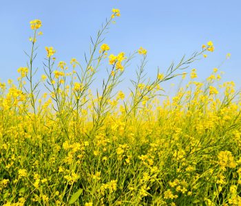 oilseed