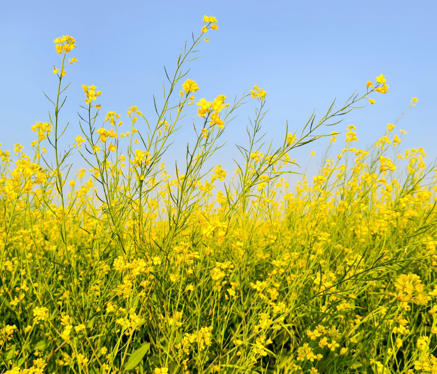Oleaginosas de invierno transforman la producción agrícola en Argentina