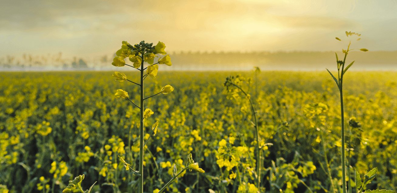 oilseed2