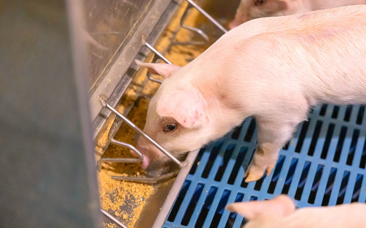 Soybean meal supports sow immune health and milk quality