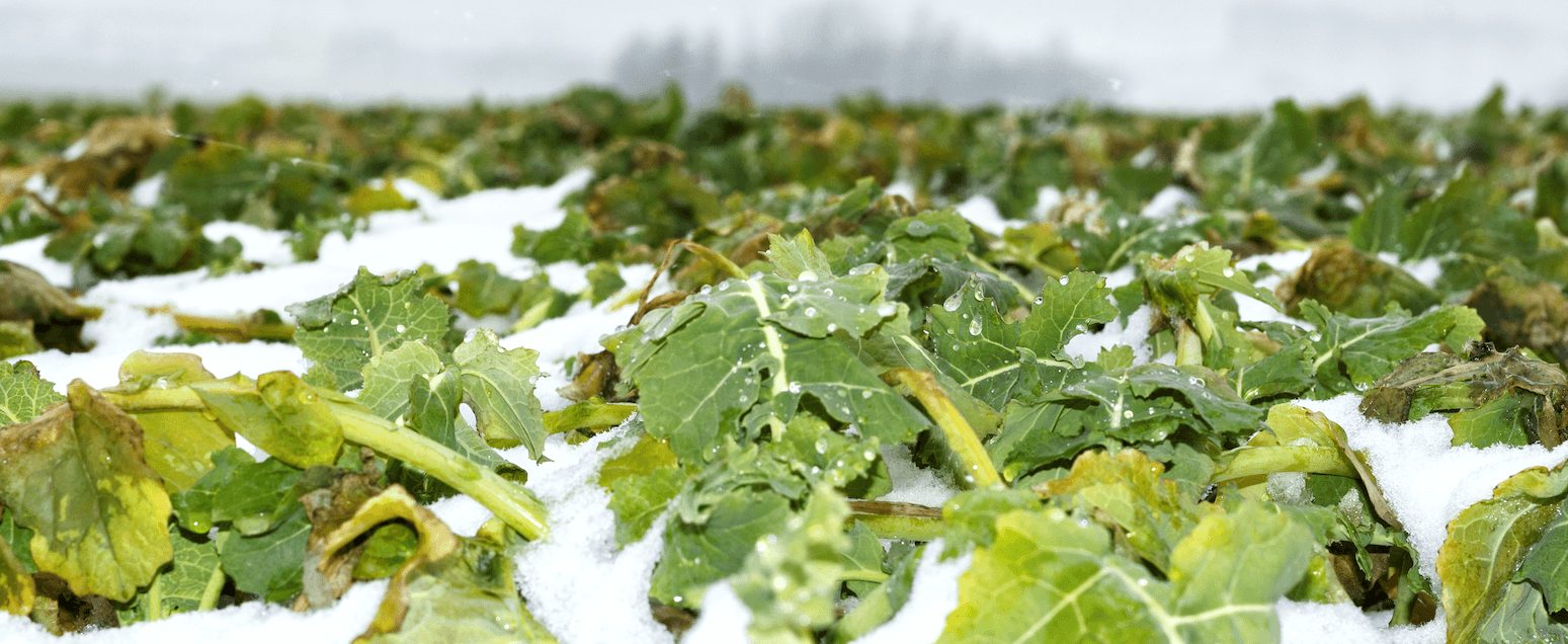 plantas-invierno