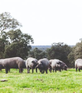 porcino ibérico
