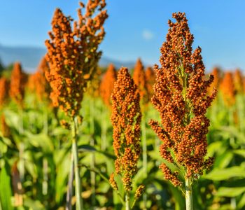 sorgo