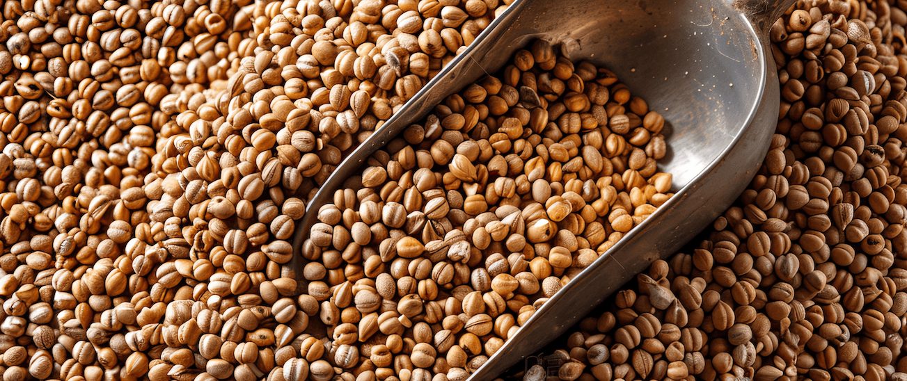 sorgo-granos