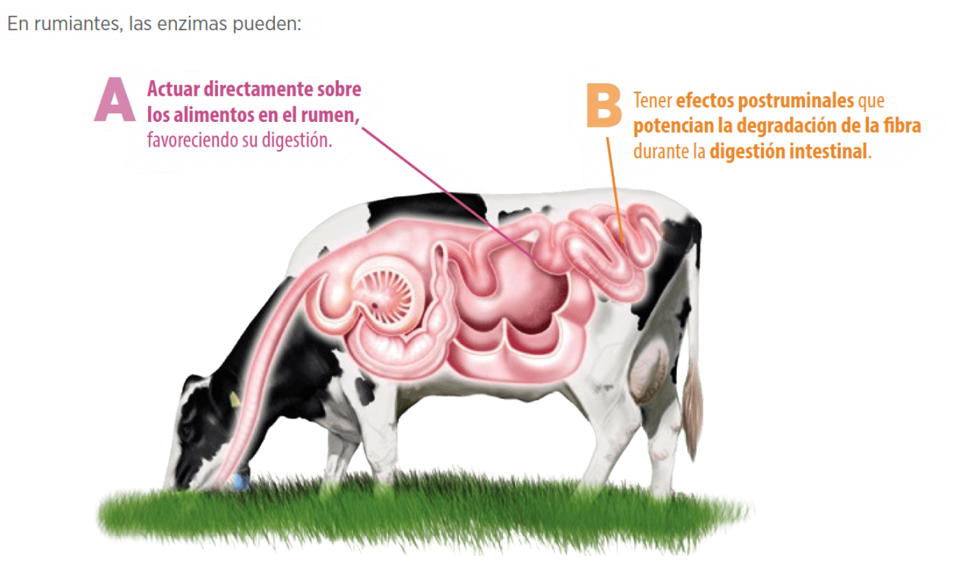vaca