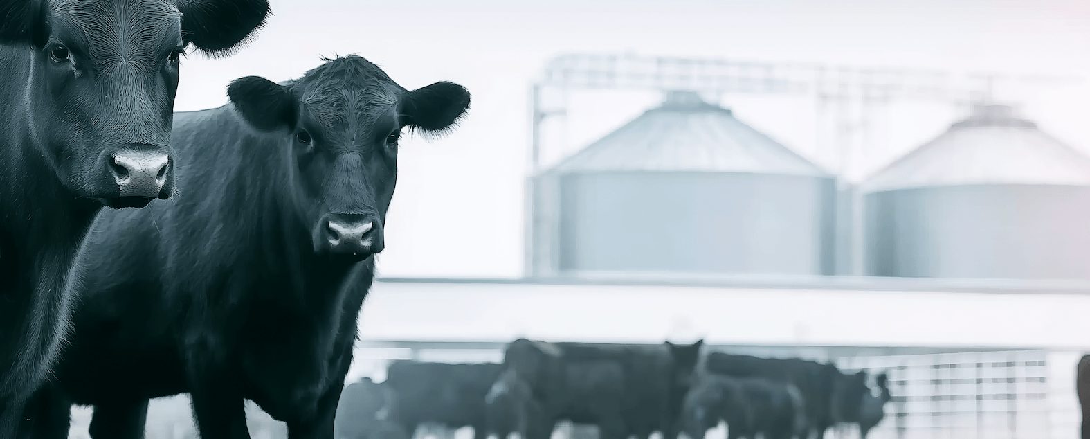 vacas-fabrica