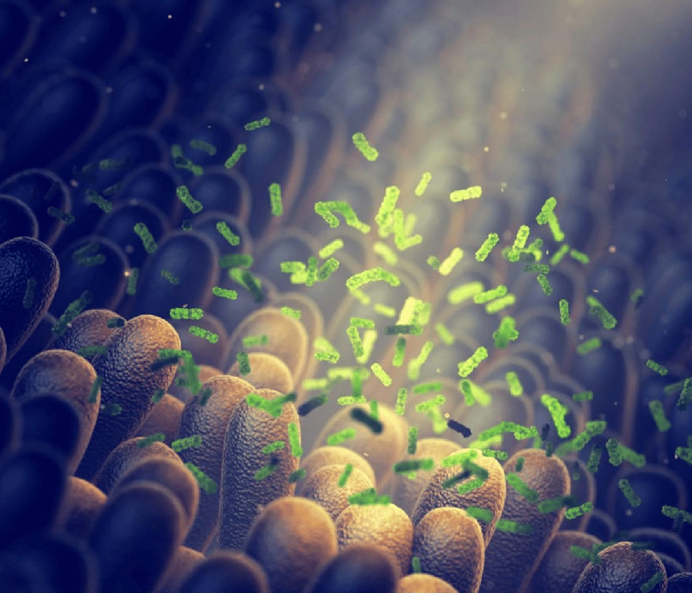 Fortalecimento da barreira intestinal